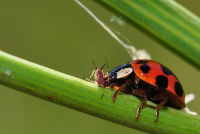 Ladybugs are important predators for the control of insect pest populations.