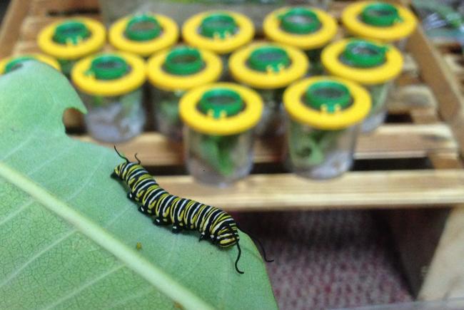 Raising monarch caterpillars