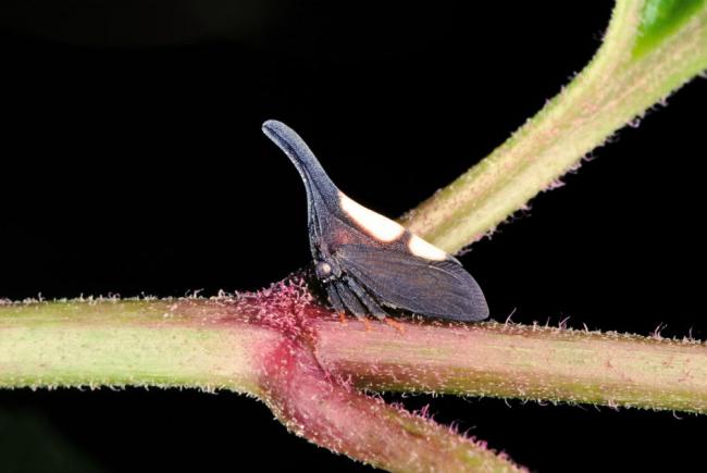 Enchenopa sp.- This small treehopper is the same color as its environment.