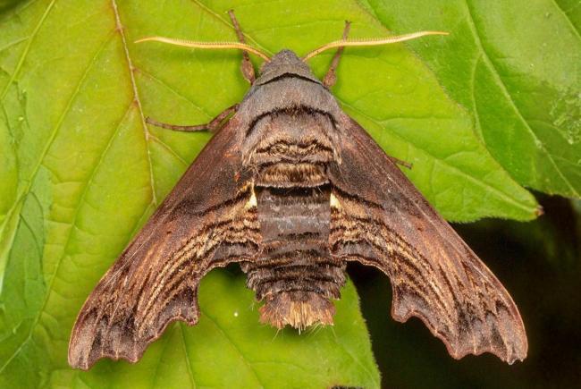 Sphinx d'Abbott (Sphecodina abbottii)