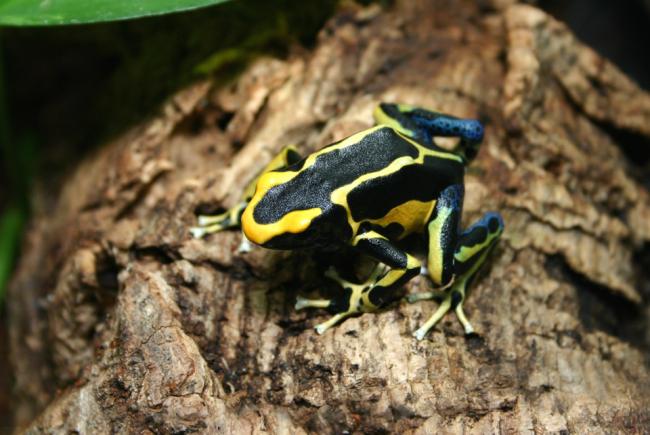 Dyeing poison frog (Dendrobates tinctorius)