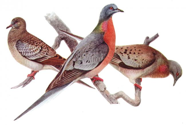 Tourte voyageuse (Ectopistes migratorius)