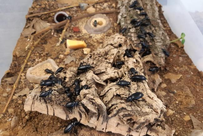 Eleodes dans un micro-habitat, alors que l’équipe d’entomologistes font des tests en prévision de la mise en exposition dans le Grand Vivarium du nouvel Insectarium.