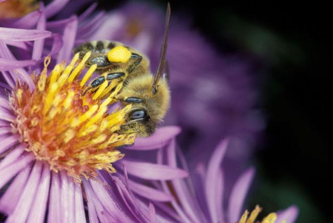 Pourquoi est-il si important de protéger les abeilles ? - Nature-Action  Québec