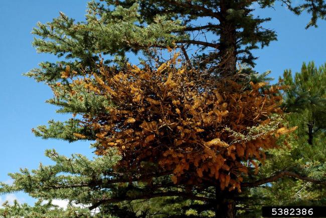 La rouille-balai de l'épinette (Chrysomyxa arctostaphyli).