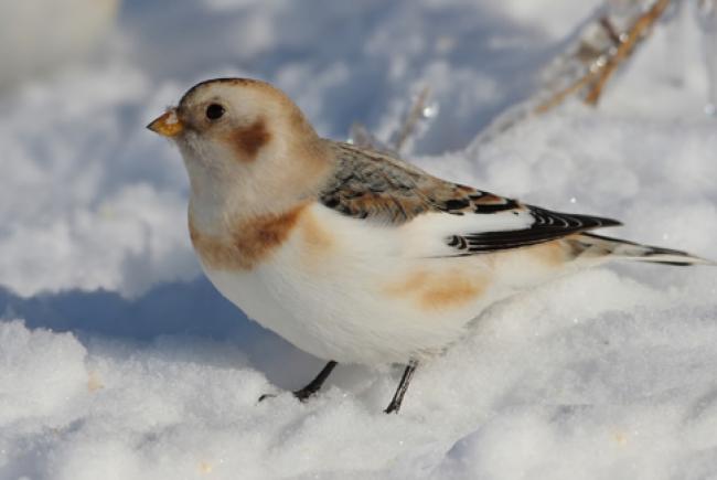 Snow bunting © concours photo (Normand Boucher)