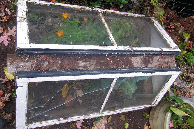 A chassis-type cold frame made of recycled windows set at a roughly 30° degree angle to let a maximum of light through.