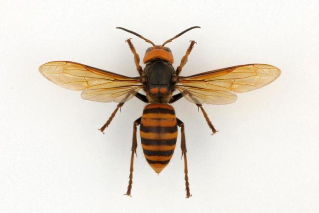 The Asian Giant Hornet (Vespa mandarinia)