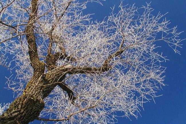 Arbre européen de l'année : nos coups de coeur