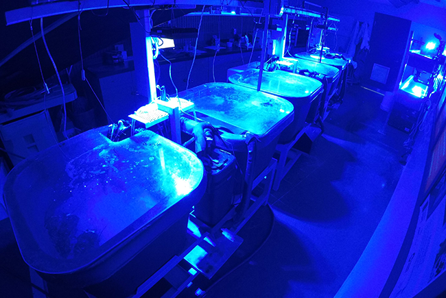 In the Biodôme laboratory, preliminary tests are currently under way with a controlled photoperiod with blue light during the day.