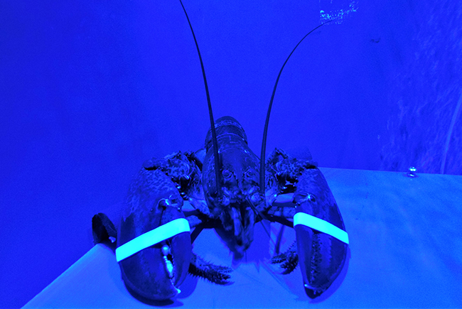 The laboratory directed by Nathalie Rose Le François at the iodôme has an expertise and aquatic and analytical equipment that allow for an assessment of the bait’s attractiveness to the lobster and its responsiveness to that bait. In controlled conditions
