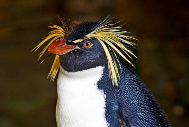 Saving the northern rockhopper penguin - Biodôme