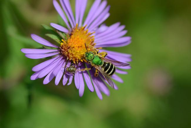 The Virescent green metallic bee (Agapostemon virescens) is a very common small solitary bee.
