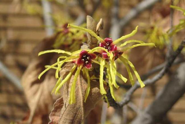 Hamamelis x intermedia 'Pallida' © Jardin botanique de Montréal (Sylvie Maurice)