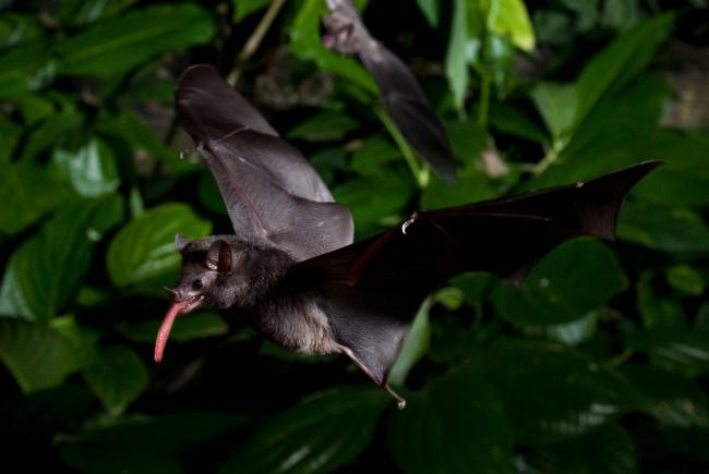 Baby Bats Getting To Know You Blog Space For Life