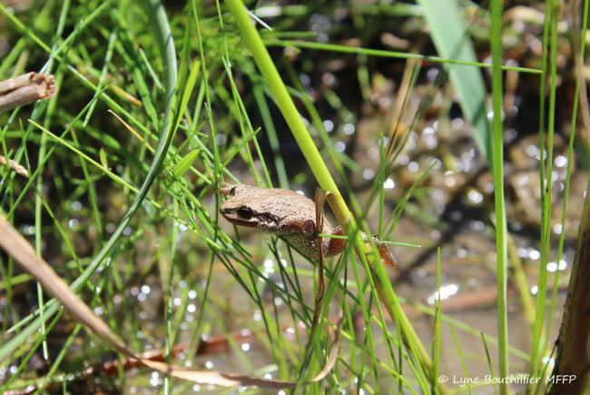A small young chorus frog climbing in the vegetation with the help of its little suction cups.