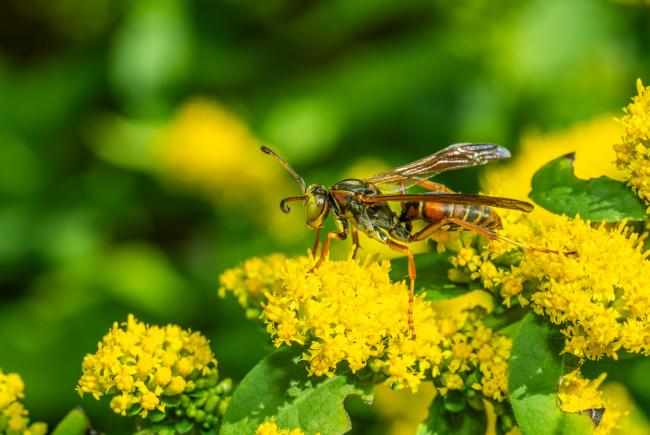 Poliste du Nord (Polistes fuscatus)