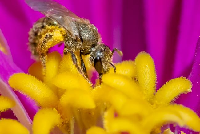 Lasioglossum pilosum (Halictidae) récoltant du pollen.