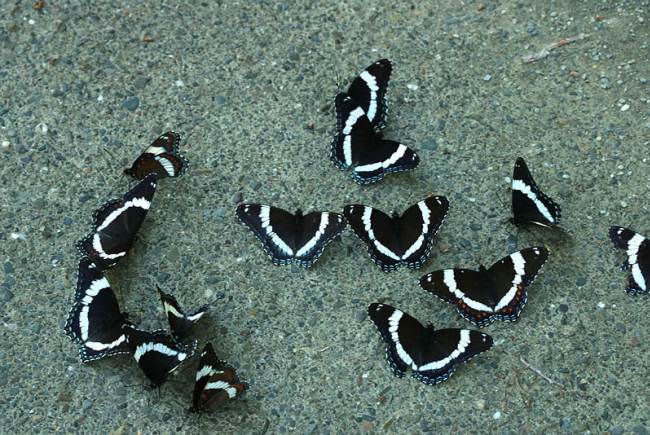 White admiral (Limenitis arthemis)