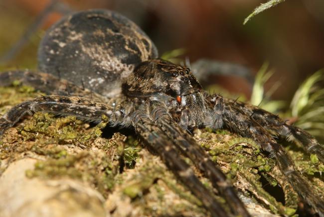 Dark fishing spider (Dolomedes tenebrosus)