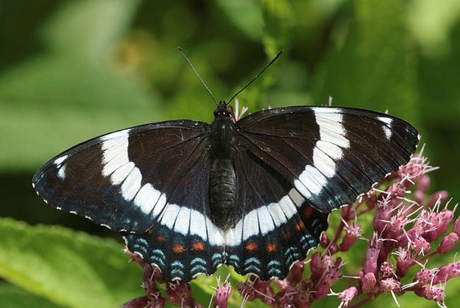 White admiral (Limenitis arthemis)