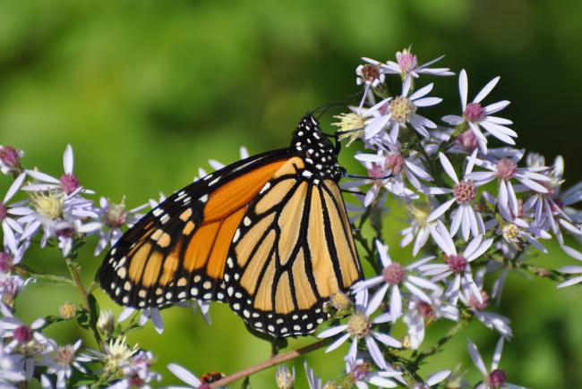 One million animal and plant species are threatened with extinction like the monarch butterfly (Danaus plexippus).