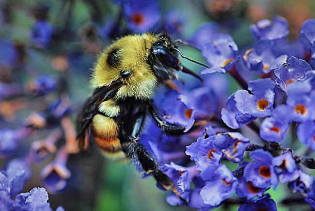 One million animal and plant species are threatened with extinction like the bumble bee (Bombus sp.).