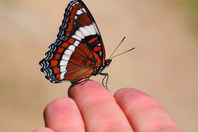 White admiral (Limenitis arthemis)