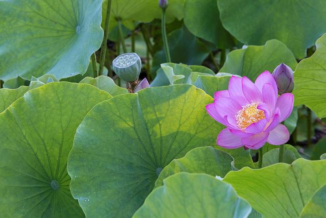 Nelumbo nucifera - lotus