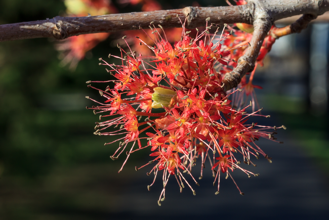 L’érable rouge (Acer rubrum), une espèce indigène du Canada,  fleurit tôt au printemps et offre une excellente source de nectar et de pollen aux pollinisateurs. 