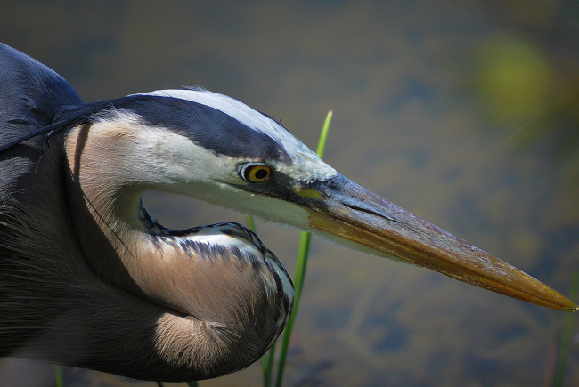 The St. Lawrence River, rich in fish and aquatic invertebrates, allows the great blue heron to feed on its banks.