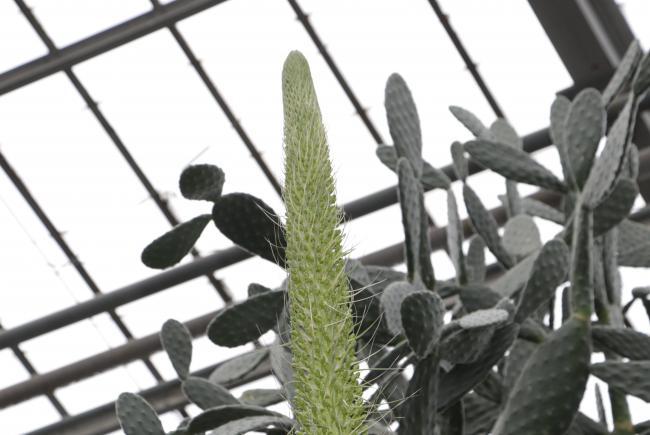 Floraison de l’agave guiengola – Jardin botanique de Montréal – 15 janvier 2020