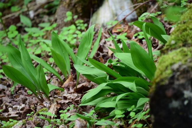 One million animal and plant species are threatened with extinction, like Wild leek (Allium tricoccum var. burdickii).