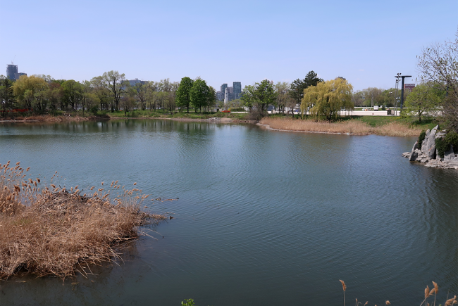 Lac des Cygnes, at the west end of Ile Sainte-Hélène, is bordered by grass beds that provide ducks with the possibility of finding everything they need to breed.