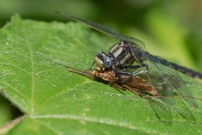 The dragonfly preys on other insects, but in turn will be eaten by another animal.