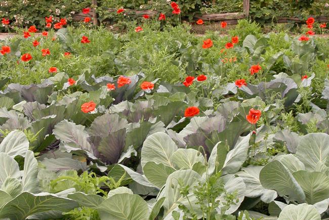 Flowers and vegetables in the garden.