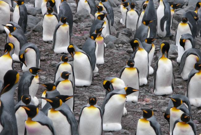 King penguins, South Georgia Island