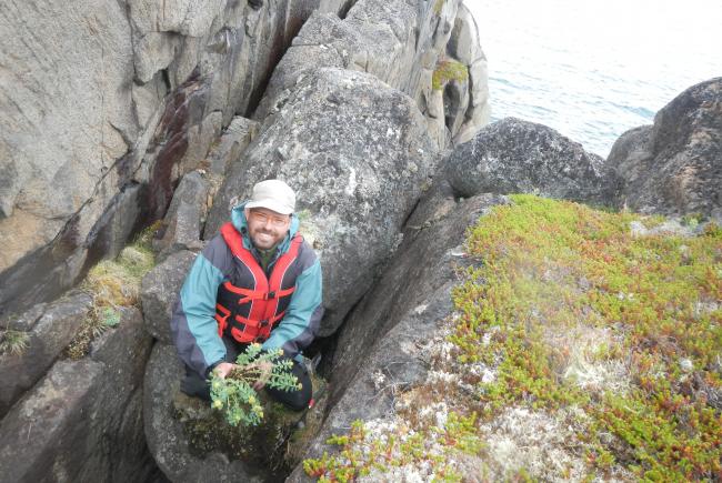 L'ethnobotaniste Alain Cuerrier en expédition de récolte de la plante Rhodiola rosea au Nunavik.