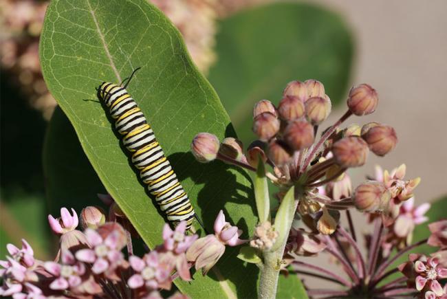 Monarch caterpillar on a milkweed leaf