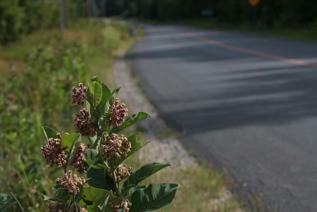 Milkweed plants alongside a road
