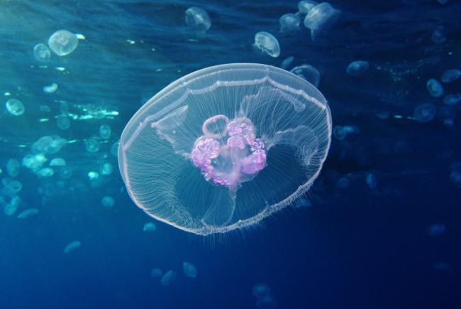 19-20 moss JELLYFISH　156cm 5 jellyfish species you may see more often in UK's warming seas