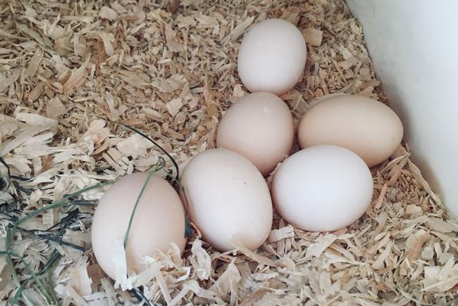 Fresh eggs from the Jardin botanique’s urban chicken coop.