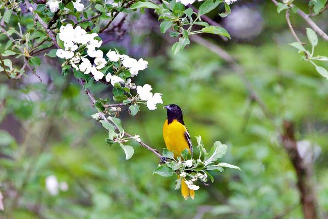 Baltimore oriole