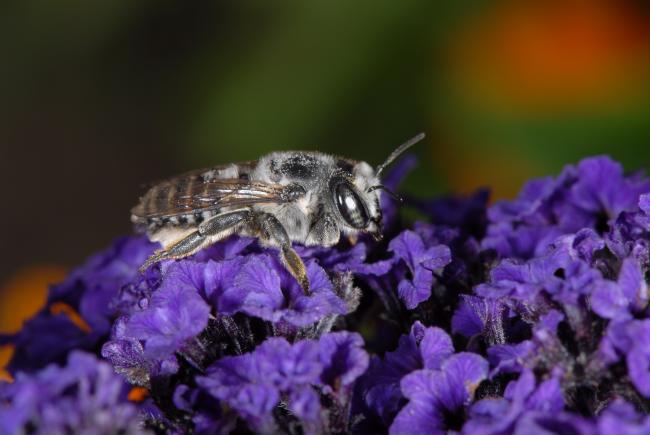 Texas leafcutter bee