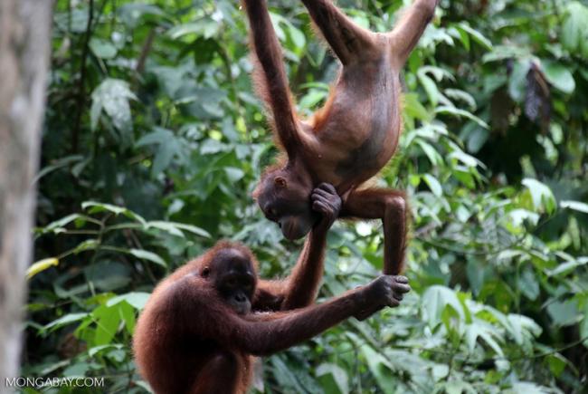 Des orang-outans orphelins