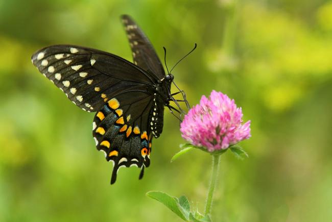 Black swallowtail (Papilio polyxenes asterius) 