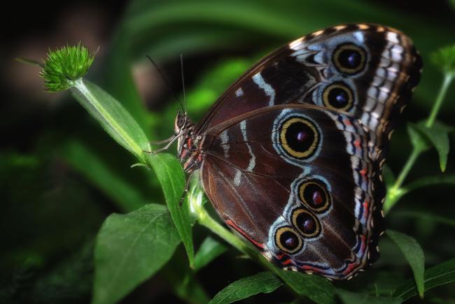 Morpho butterfly 