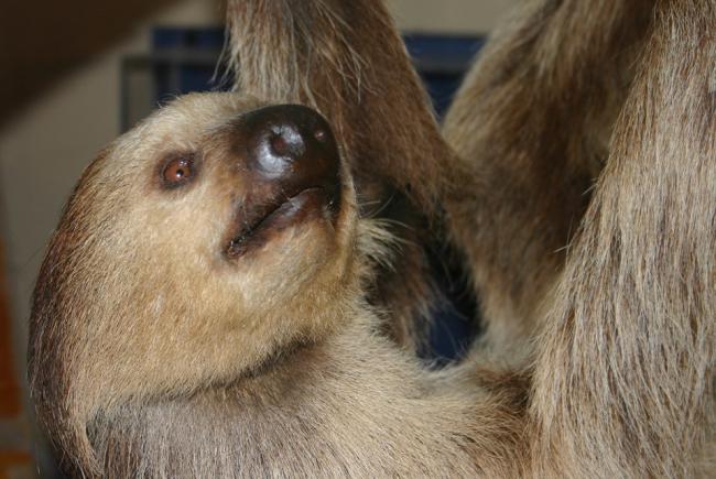 Female sloth at Naturalia