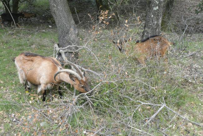 Pâturage de chèvres dans une chênaie verte