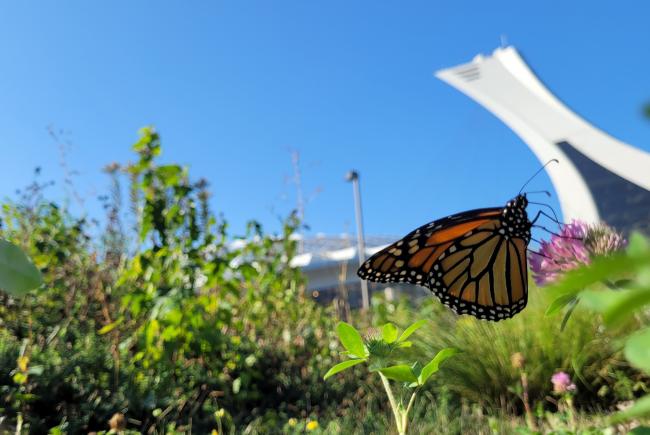 Even in urban areas, monarchs visit gardens.